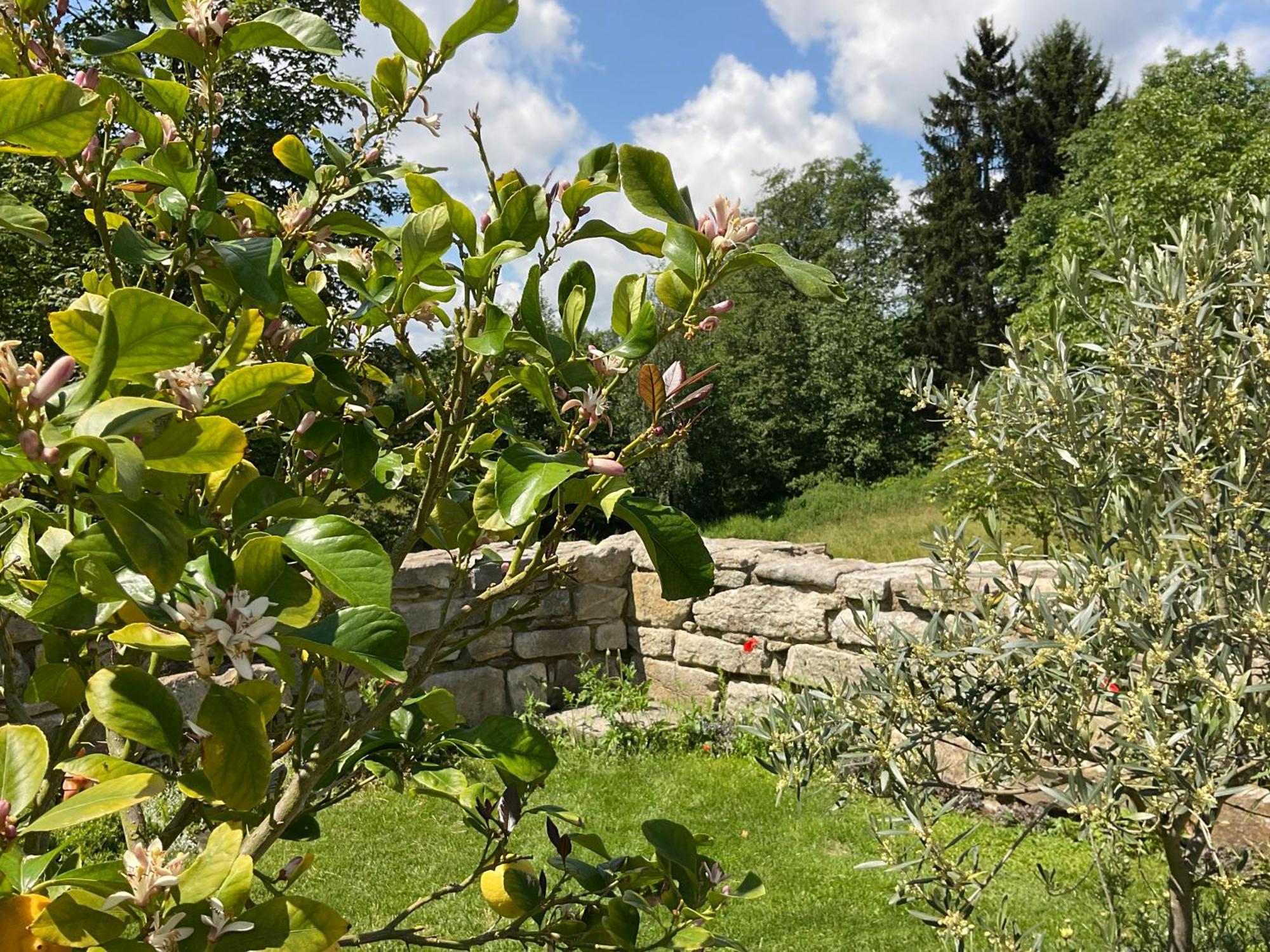 Design Ferienwohnung Mit Bauerngarten Waldkirchen Esterno foto